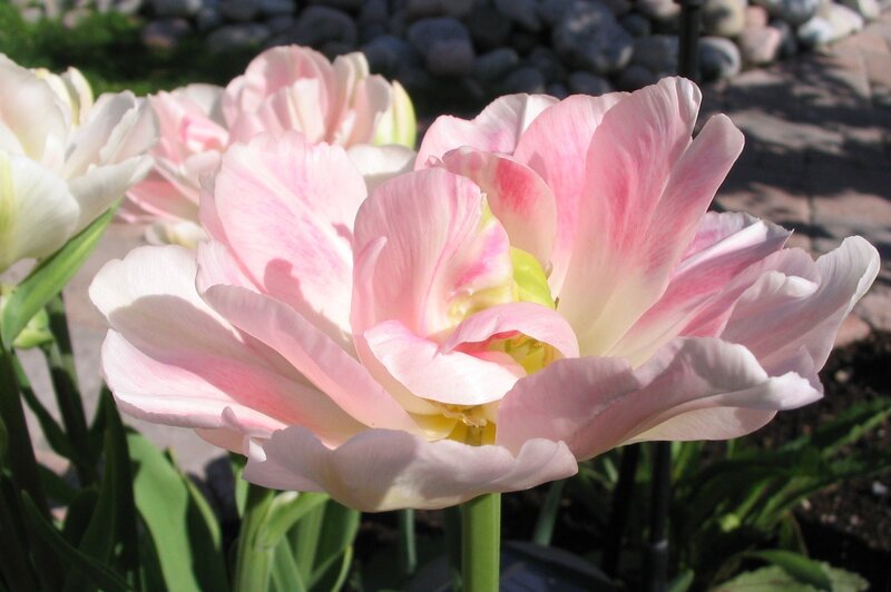 Pink and White Tulips — Serene, Afternoon, Photograph, Flowers