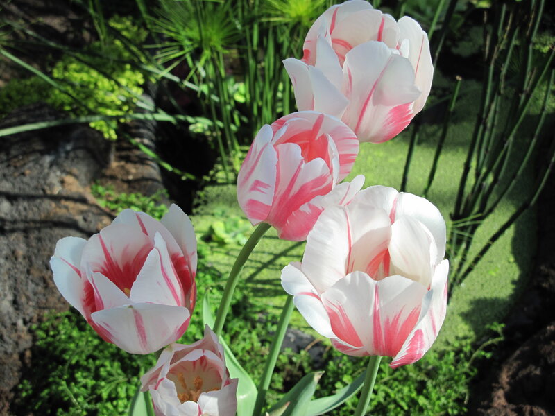Pink and White Tulips — Serene, Afternoon