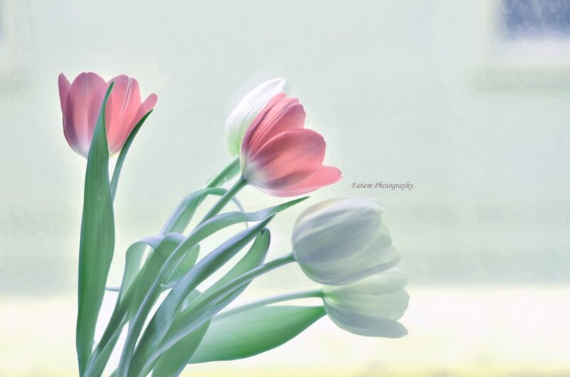Pink and White Tulips — Serene, Morning