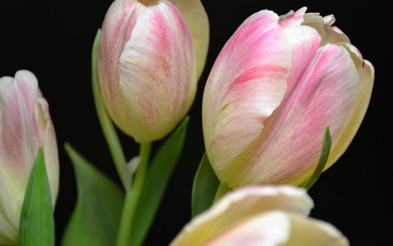 Pink and White Tulips — Serene, Photograph, Green Leaves, Black Background