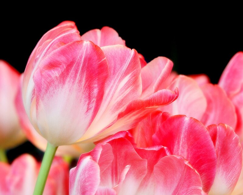 Pink and White Tulips — Serene, Photograph