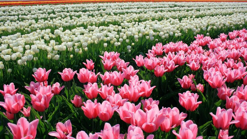 Pink and White Tulips — Serene, Spring, Photograph, Field, Green Leaves, Sunlight