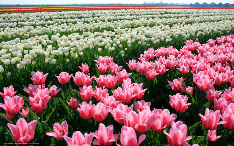 Pink and White Tulips — Serene, Spring, Photograph, Field, Green Leaves