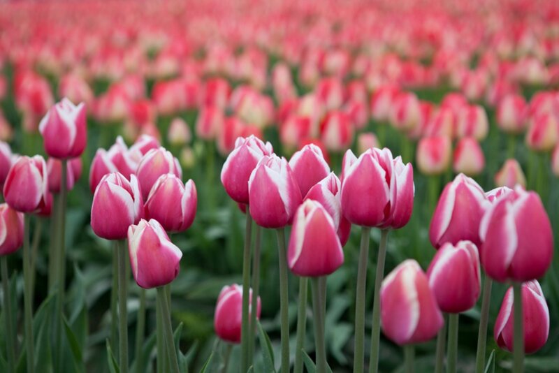 Pink and White Tulips — Serene, Spring, Photograph, Field