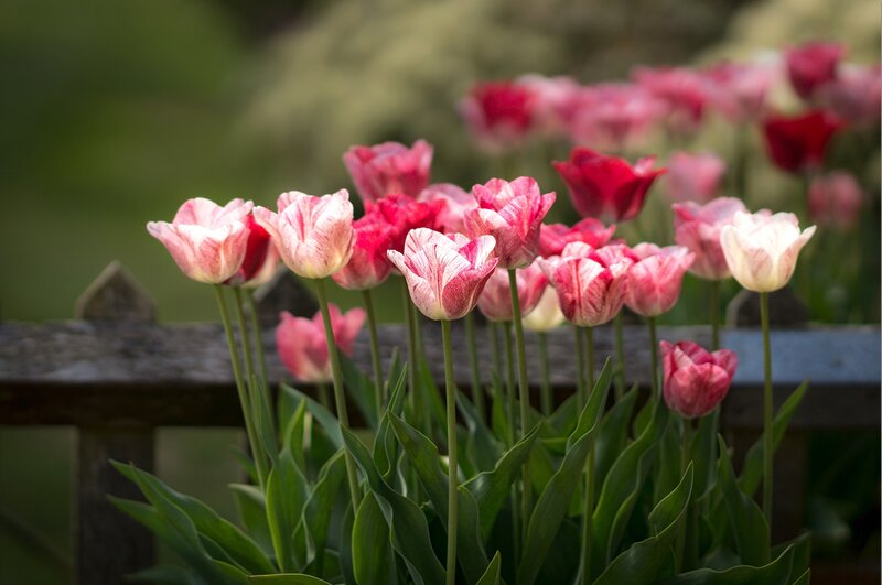 Pink and White Tulips — Serene, Spring, Photograph, Flowers, Fence