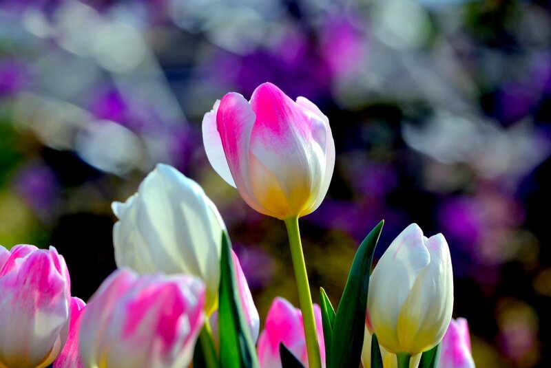 Pink and White Tulips — Serene, Spring, Photograph, Flowers, Green Leaves, Out of Focus Background