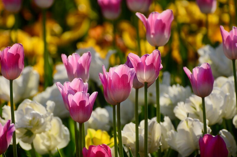 Pink and White Tulips — Serene, Spring, Photograph, Flowers, Green Stems, Sunlight