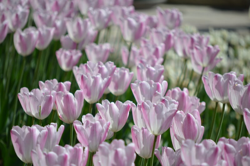Pink and White Tulips — Serene, Spring, Photograph, Flowers, Green Stems