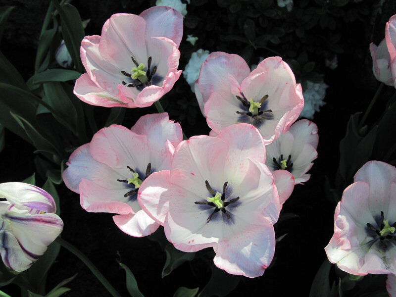 Pink and White Tulips — Serene, Spring, Photograph, Flowers, Leaves