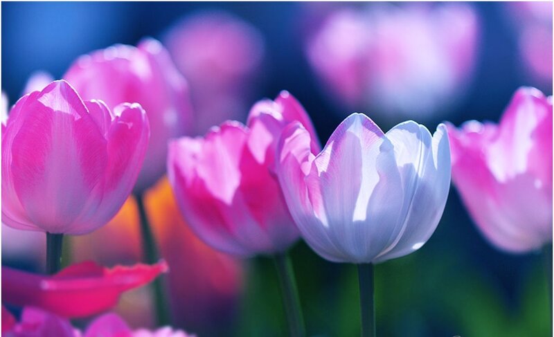 Pink and White Tulips — Serene, Spring, Photograph, Flowers, Stems, Blurred Background