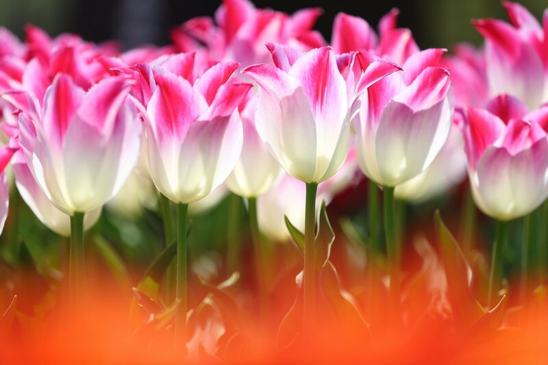 Pink and White Tulips — Serene, Spring, Photograph, Flowers, Stems, Leaves