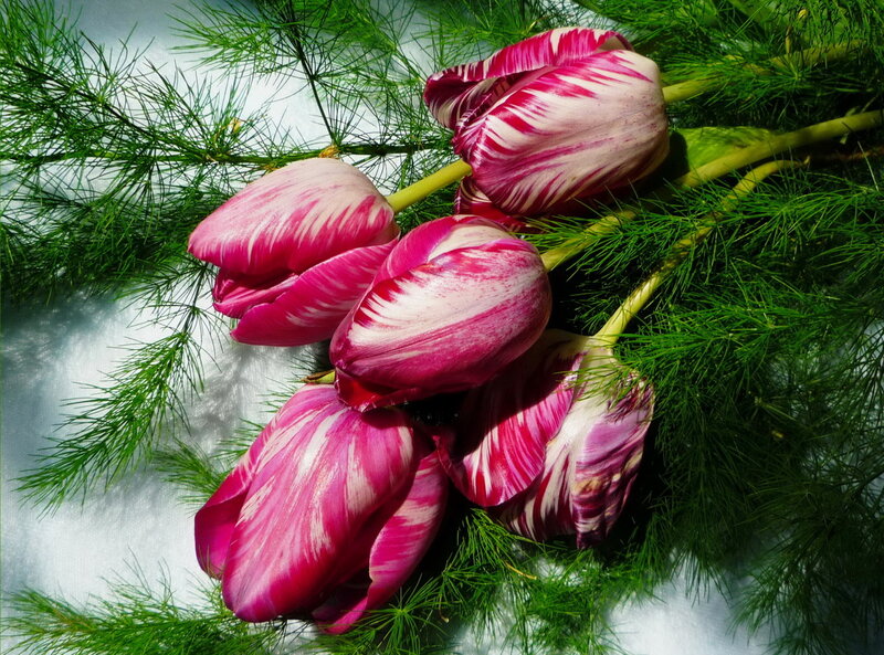 Pink and White Tulips — Serene, Spring, Photograph, Green Foliage