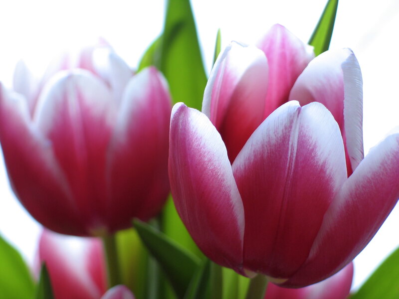 Pink and White Tulips — Serene, Spring, Photograph, Green Leaves, Green