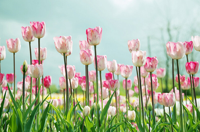 Pink and White Tulips — Serene, Spring, Photograph, Green Leaves, Sky
