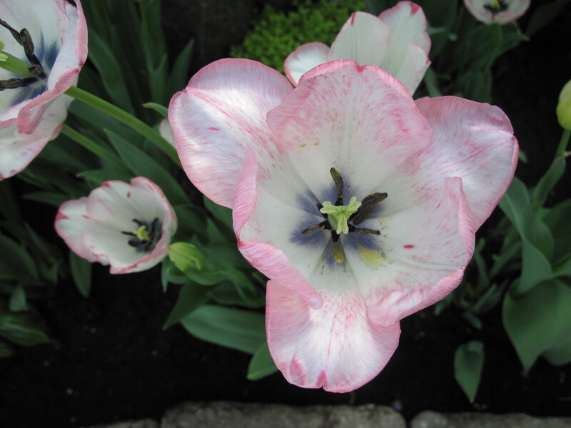 Pink and White Tulips — Serene, Spring, Photograph, Green Leaves