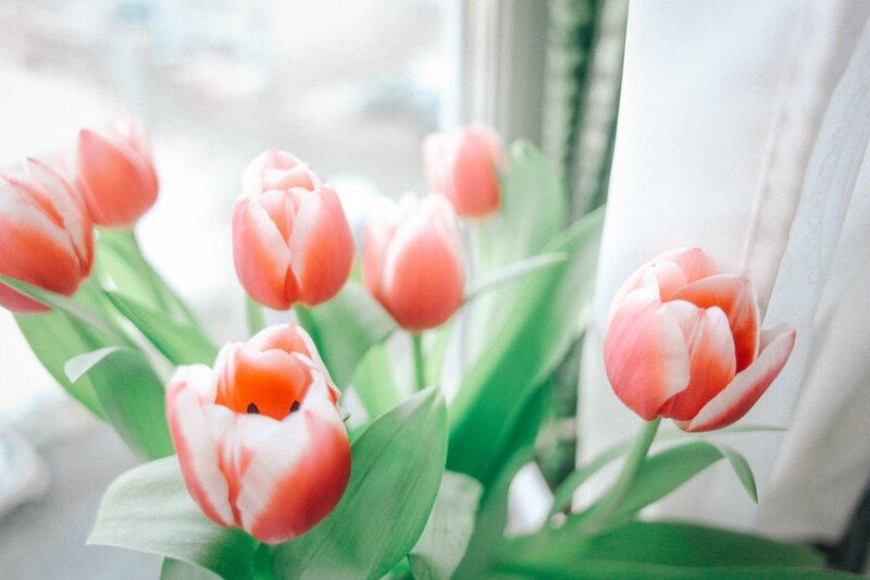 Pink and White Tulips — Serene, Spring, Photograph, Green Leaves, Window