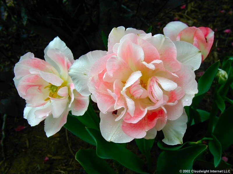 Pink and White Tulips — Serene, Spring, Photograph