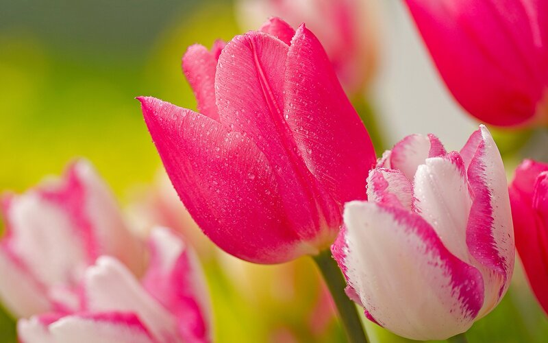 Pink and White Tulips — Serene, Spring, Photograph, Water Droplets, Green Background