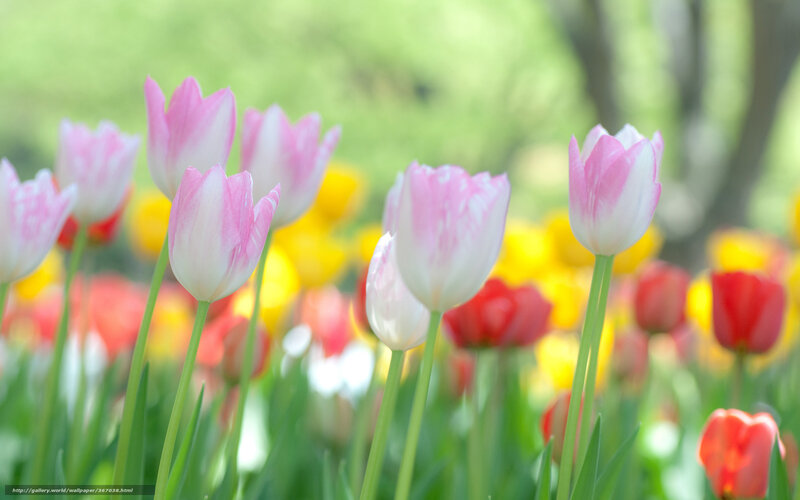 Pink and White Tulips — Serene, Spring, Photograph, Yellow Flowers