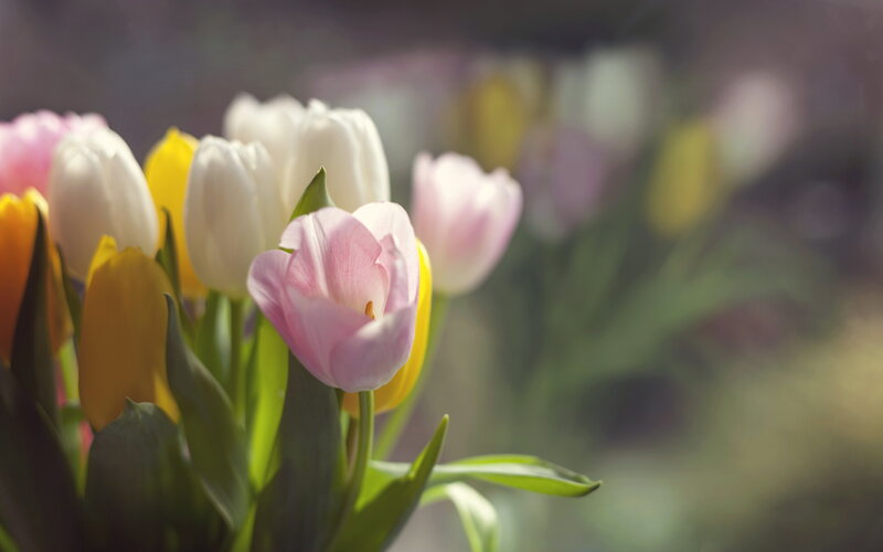Pink and White Tulips — Serene, Spring, Photograph, Yellow Tulips
