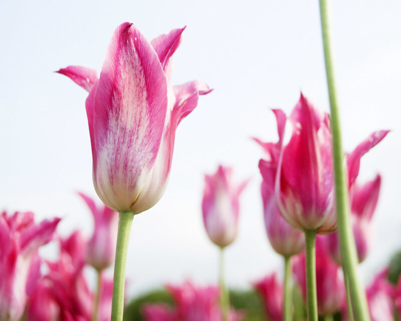 Pink and White Tulips — Serene, Spring