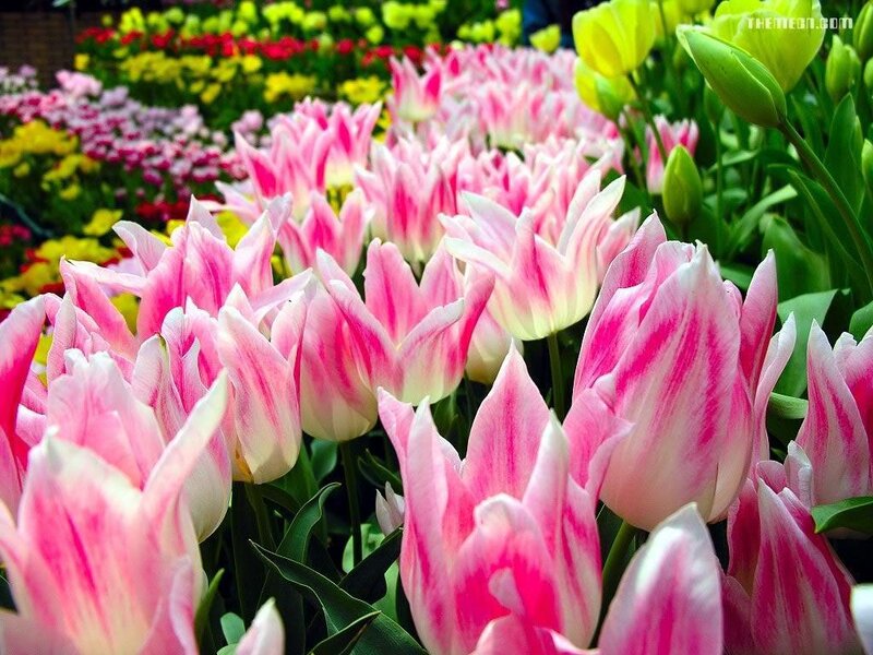 Pink and White Tulips — Vibrant