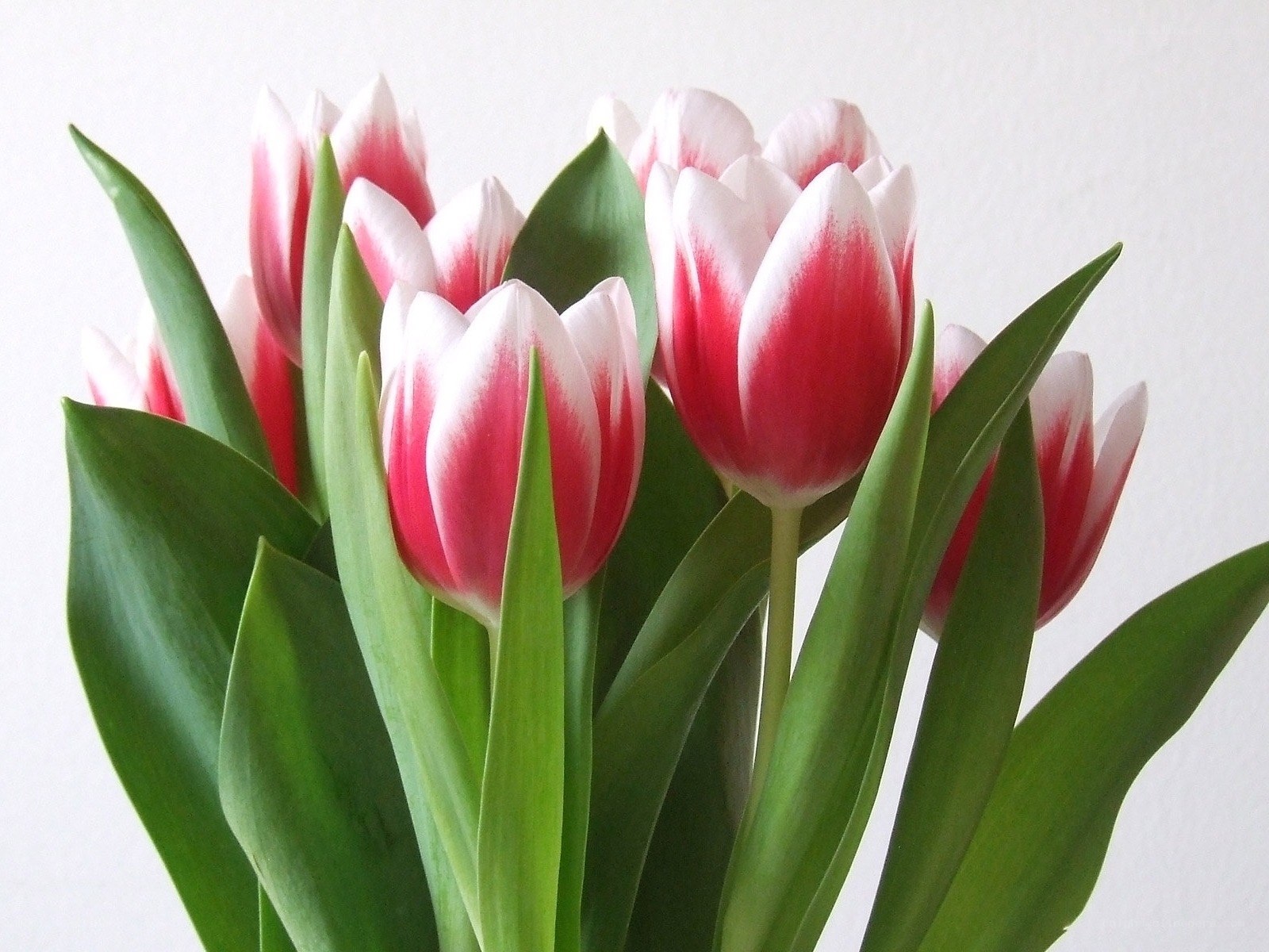 Pink and white tulips