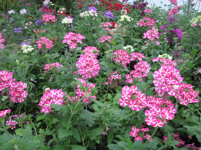 Pink and White Verbena Flowers — Calm