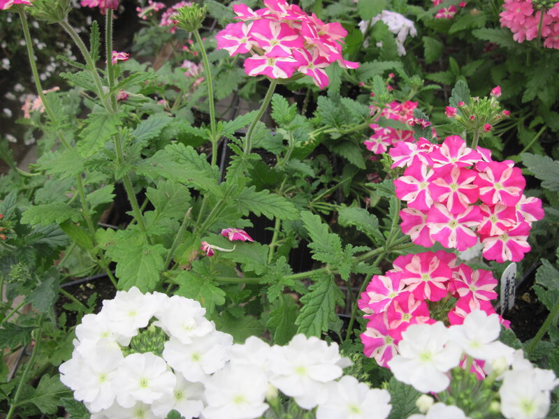 Pink and White Verbena Flowers