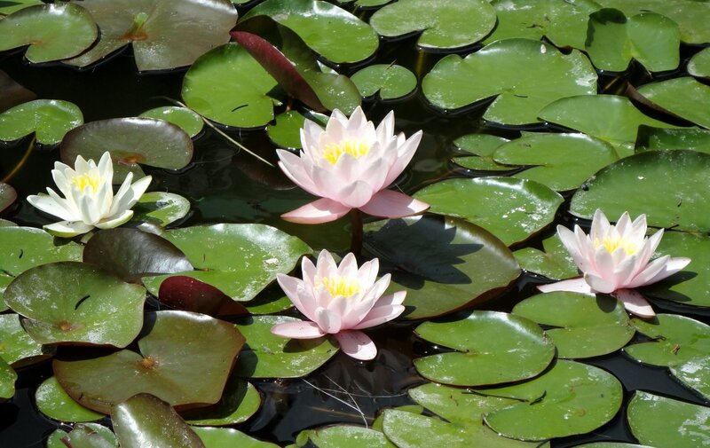 Pink and White Water Lilies — Green, Serene, Afternoon, Photograph