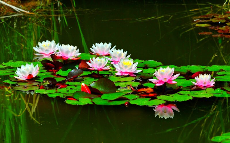 Pink and White Water Lilies — Green, Serene