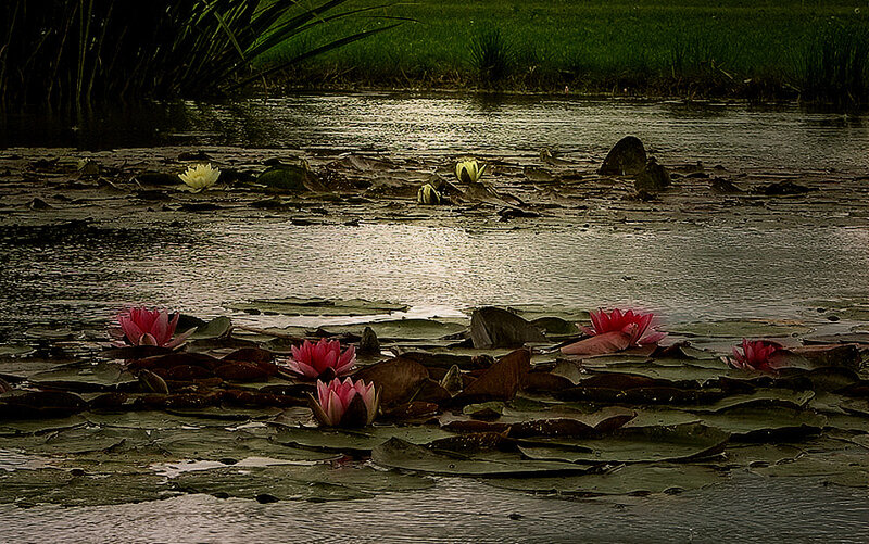 Pink and White Water Lilies — Green