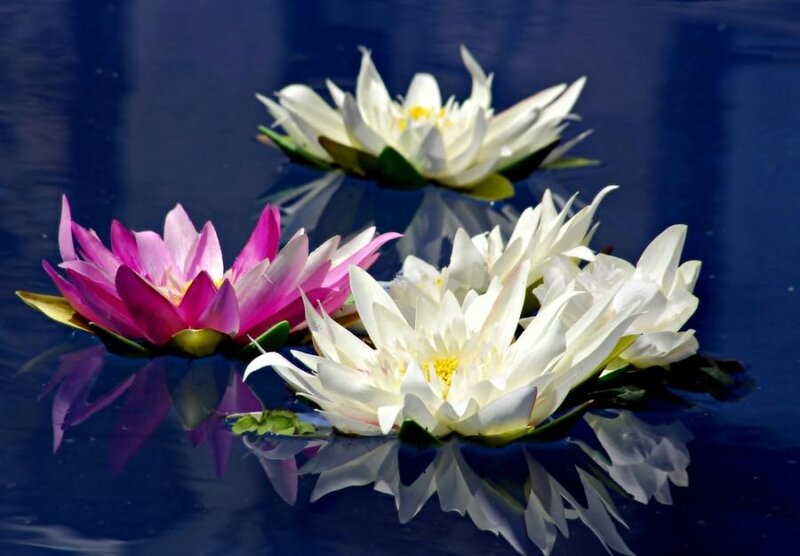 Pink and White Water Lilies — Serene