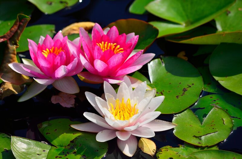 Pink and white water lilies