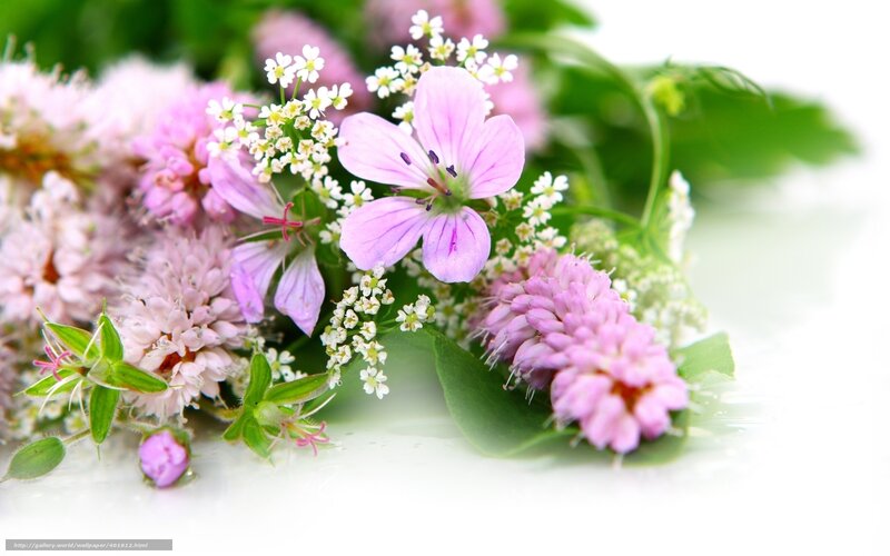 pink and white wildflowers