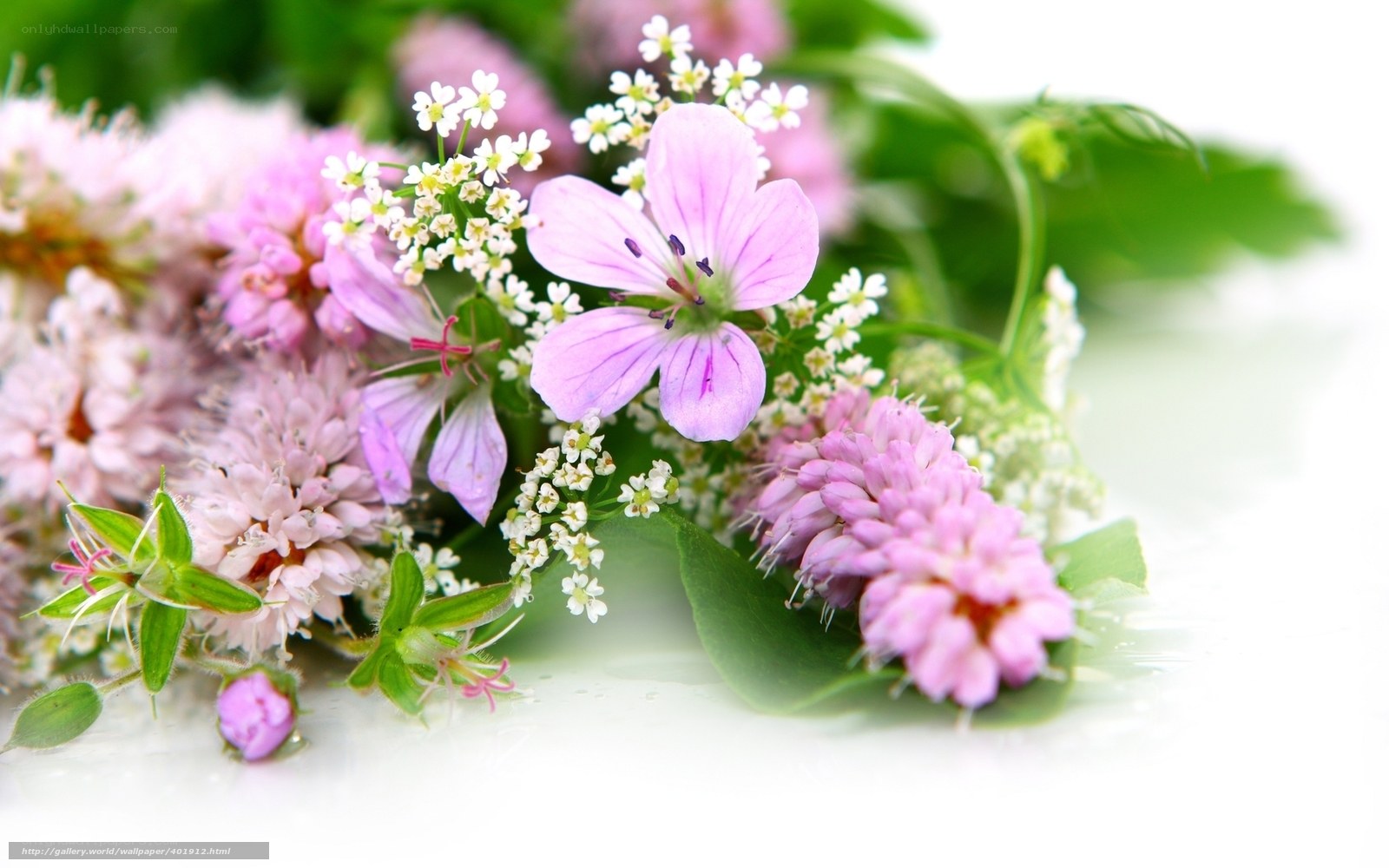 pink and white wildflowers