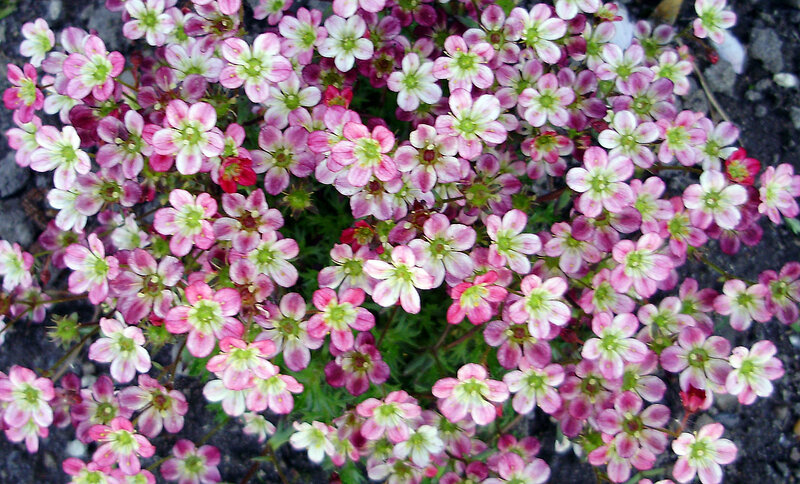 Pink and white wildflowers