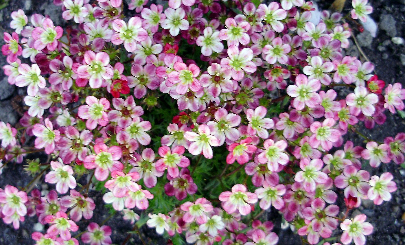 Pink and white wildflowers