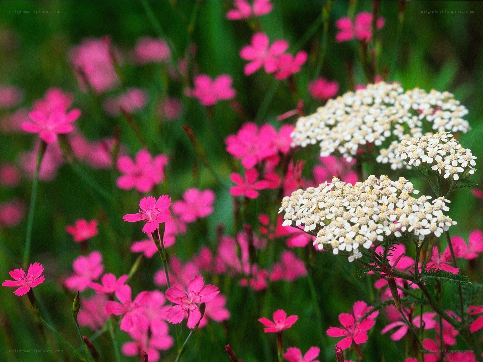 Pink and white wildflowers in bloom