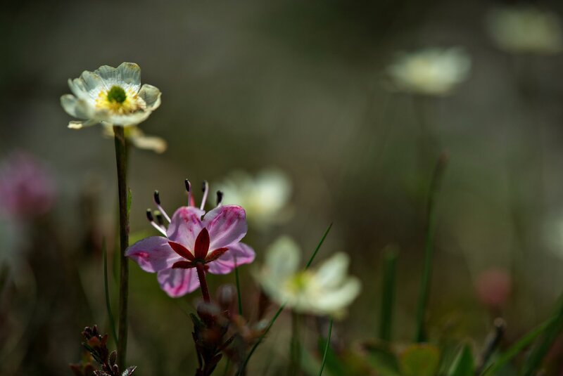 Pink and White Wildflowers — Serene