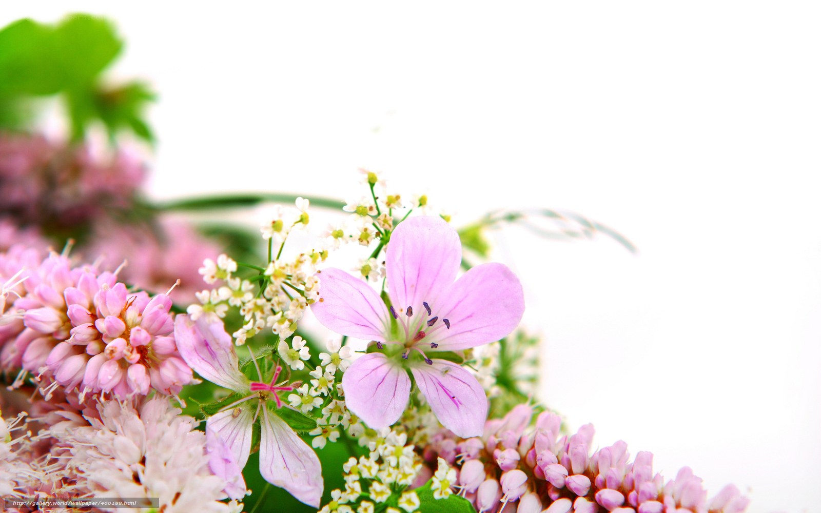 Pink and white wildflowers