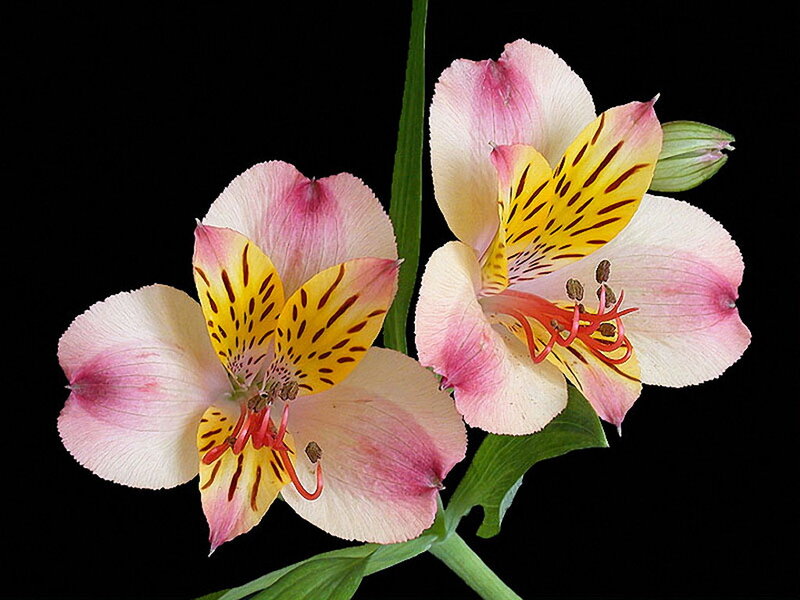 Pink and Yellow Alstroemeria Flowers — Dramatic