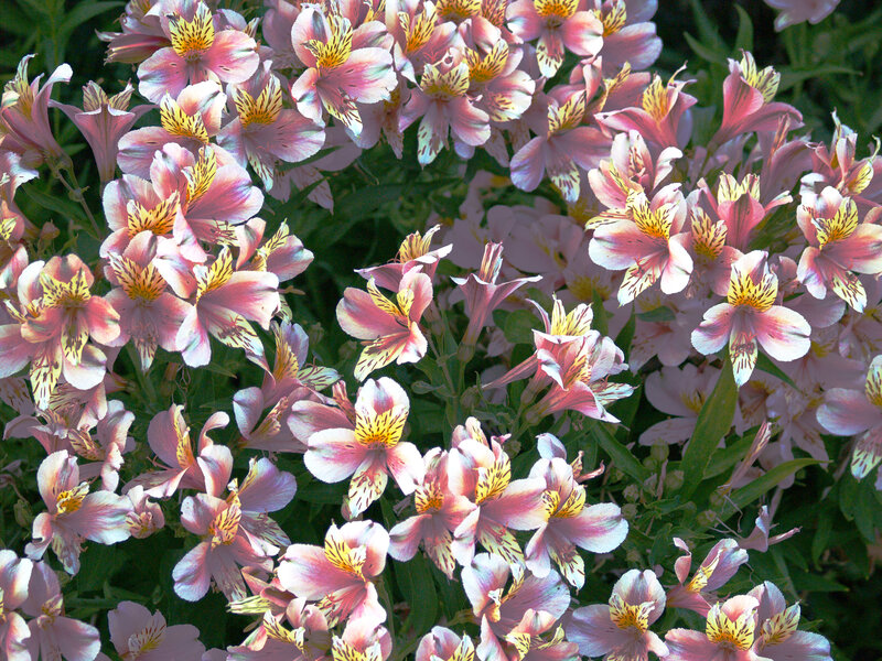 Pink and yellow alstroemeria flowers