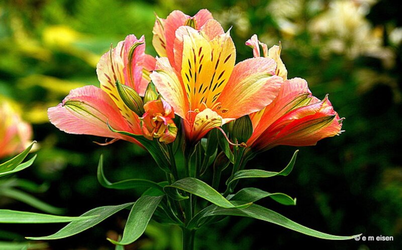 Pink and Yellow Alstroemeria