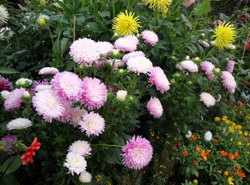 Pink and Yellow Asters
