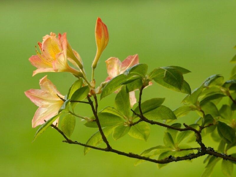 Pink and yellow azalea flowers