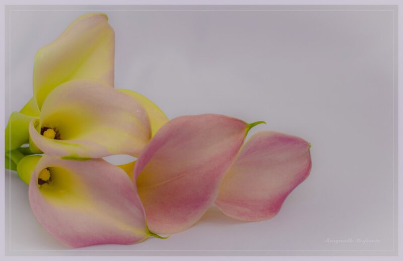 Pink and Yellow Calla Lilies