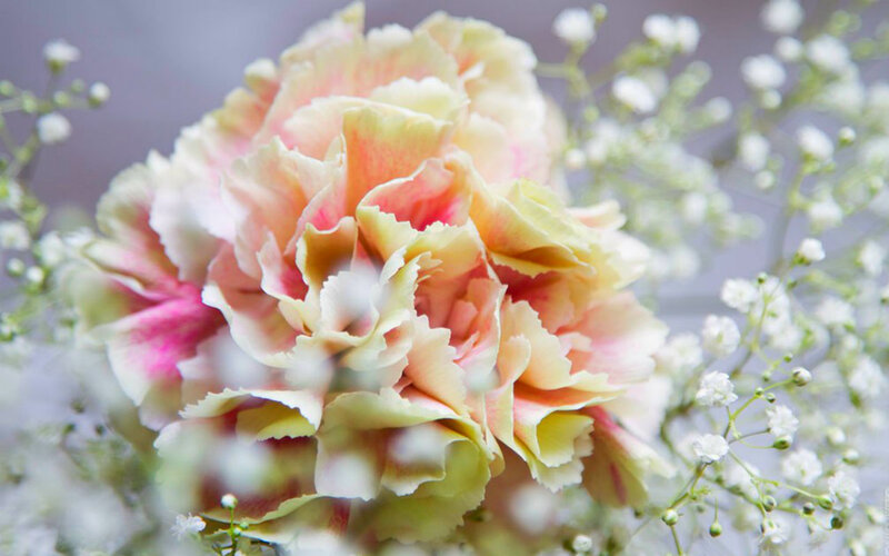 Pink and Yellow Carnation