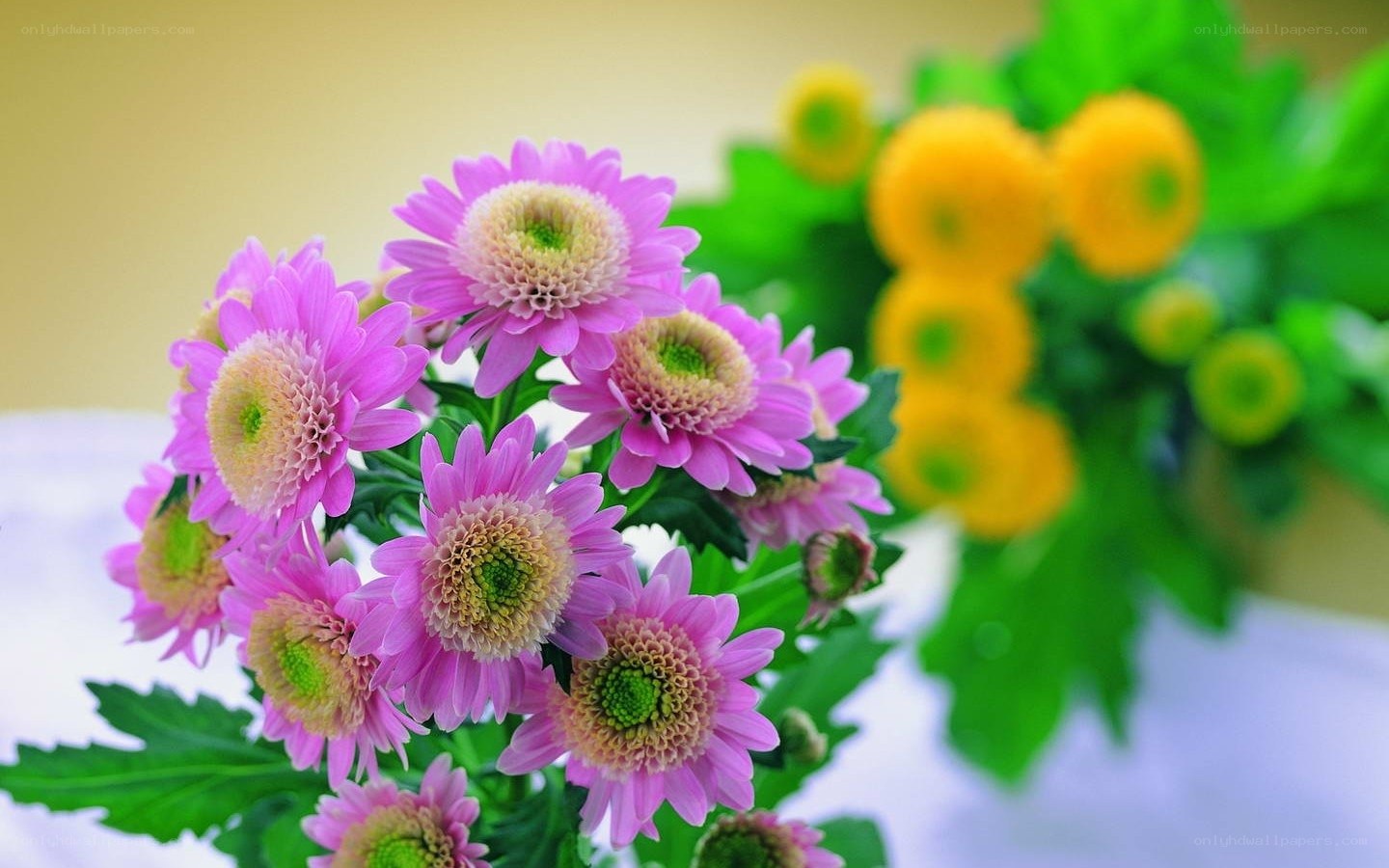 Pink and yellow chrysanthemums
