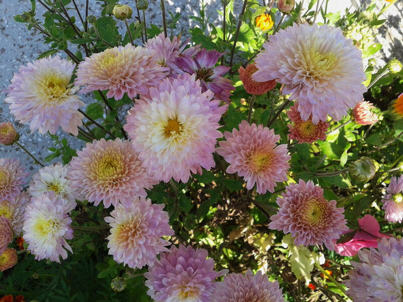 Pink and Yellow Chrysanthemums — Calm, Afternoon